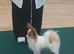 KC Registered Papillon's