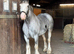 13.3 AllRounder Cob Mare