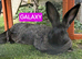 Continental giant black/blue baby boys x2