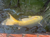 Koi carp