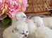 BEAUTIFUL PURE BRED BSH TEDDY BEARS RARE SEAL LYNX