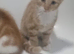 Male kittens