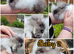Pure Double mane lionhead Bunnies READY NOW!