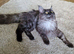 Black smoke mainecoon