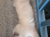 Stunning ragdoll kittens