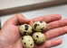 Coturnix Quail Chicks