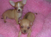Small Chihuahua puppies male/female