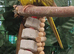 1 kakariki female left &pound;55 each