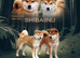 Shiba inu puppies for sale
