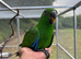 16 week old hand reared Eclectus
