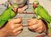 Hand reared baby moustache parakeets