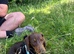 Miniature dachshund