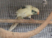 Three Kakariki siblings