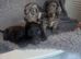Doxiepoo puppy looking for forever home