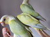 Stunning handreared Silly Tame Mooncheek and Blue Pineapple conure babies