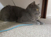 Two Beautiful British Shorthair Queens Looking for Loving Forever Homes