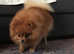 STUD POM Beautiful 2 Year Old XS Pomeranian