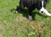 Looking for forever homes