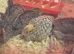Coturnix quail x9