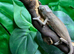 Red Ambilobe Panther Chameleons at Birmingham Reptiles