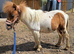 Registered yearling colt