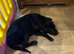 Labrador