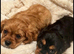 King Charles puppy’s