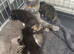 Beautiful British Blue kittens looking for their forever homes.