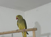 Indian Ringneck Rare Colour 6 Months Old
