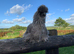 SILKIES POINT OF LAY MANY COLOURS - READY TO COLLECT NOW