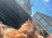 Adult Merl Male Yorkie