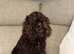 Very small F1 cockapoo puppies for sale