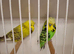 Exposition Budgies