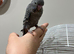 BW/BF budgies