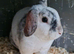Mini rex cross mini plush lop magpie buck