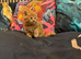 Main coon kittens