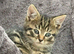 Beautiful kitten ready