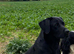 Stunning litter of Labrador puppies