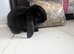 5 French lops