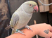 Trio of ringnecks