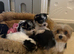 Miniature Biewer Yorkshire Terrier Puppies