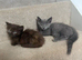 MINUET MUNCHKINS