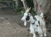 Pygmy castrated males