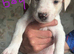 Saluki bull greyhound (lurcher) puppy’s