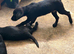 Beautiful Black Labrador Puppies – 2 Boys & 2 Girls – 9 Weeks Old