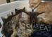 Kittens for sale
