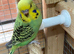 Baby budgies