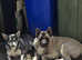 American akita for stud