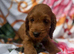 Cockerpoo puppies