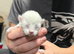 Munchkin